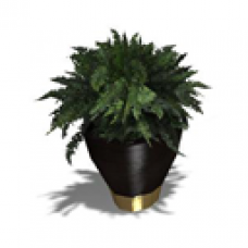 Expensive Potted Fern